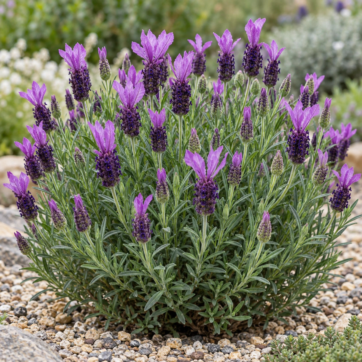 AI-generated illustration of mature Flirt Purple Lavender in bloom; not the size supplied.
