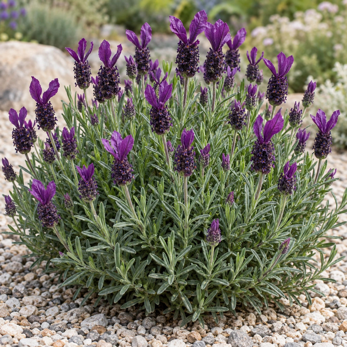 AI-generated illustration of mature Anouk Deluxe 16054 Lavender in bloom; not the size supplied.