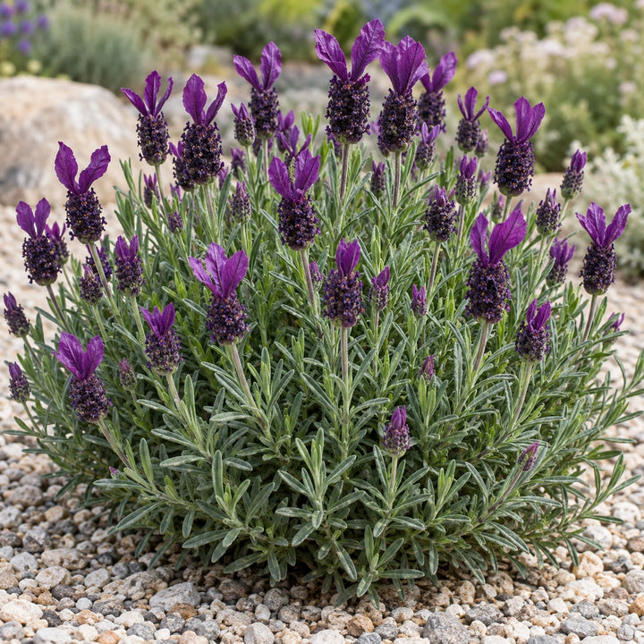 Anouk Deluxe 16054 lavender (Lavandula stoechas) with dark heads and violet bracts in a gravel garden, illustration