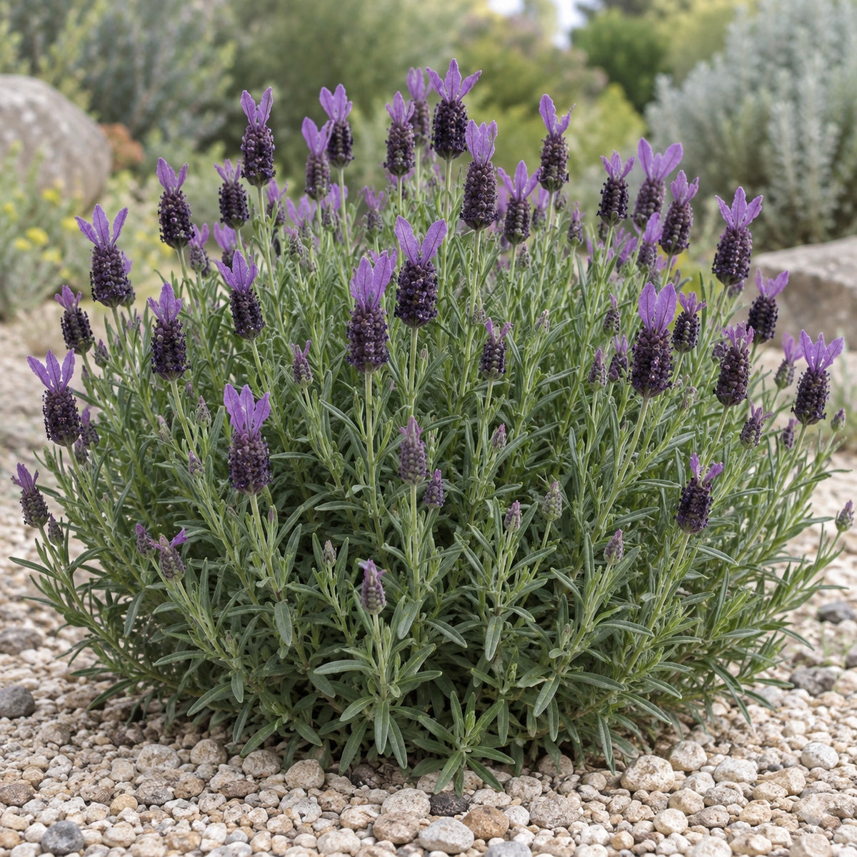 AI-generated illustration of mature AGRI812 Lavender in bloom; not the size supplied.