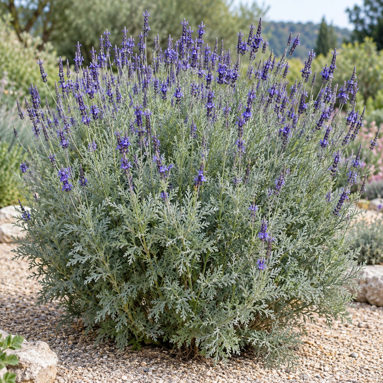 AI-generated illustration of mature Sidonie Lavender in bloom; not the size supplied.