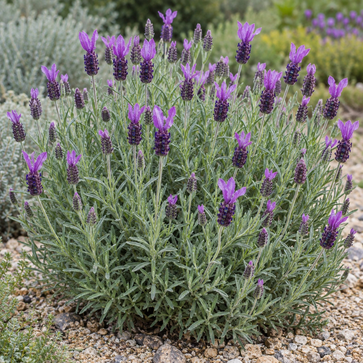 AI-generated illustration of mature Papillon Lavender in bloom; not the size supplied.