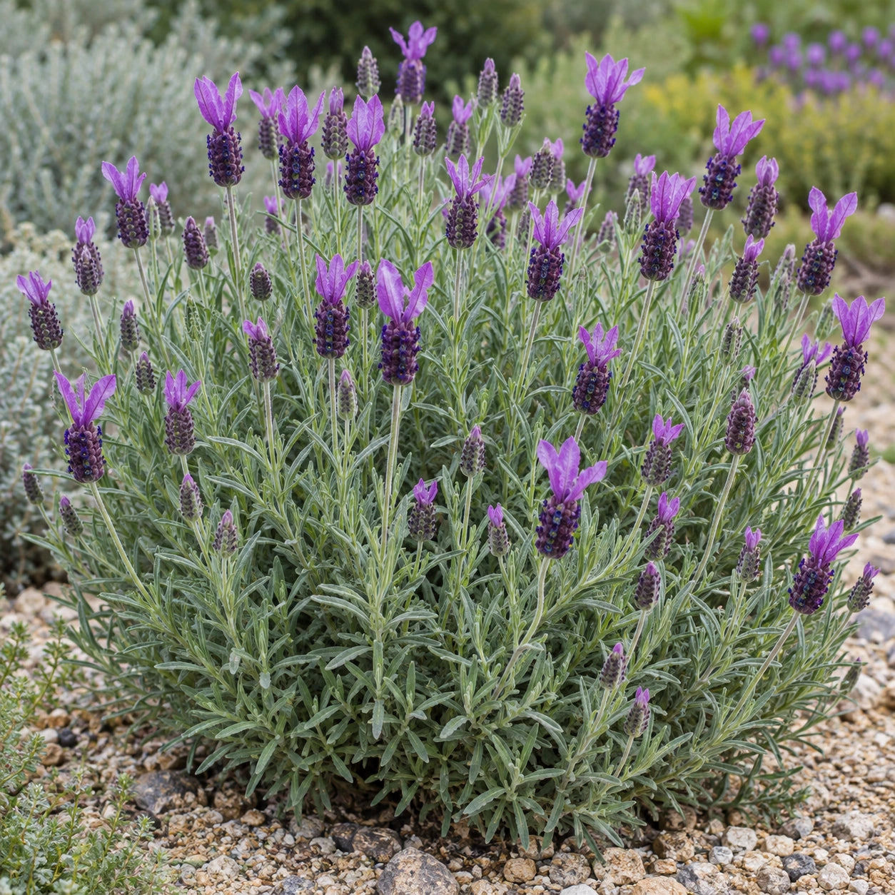 AI-generated illustration of mature Papillon Lavender in bloom; not the size supplied.
