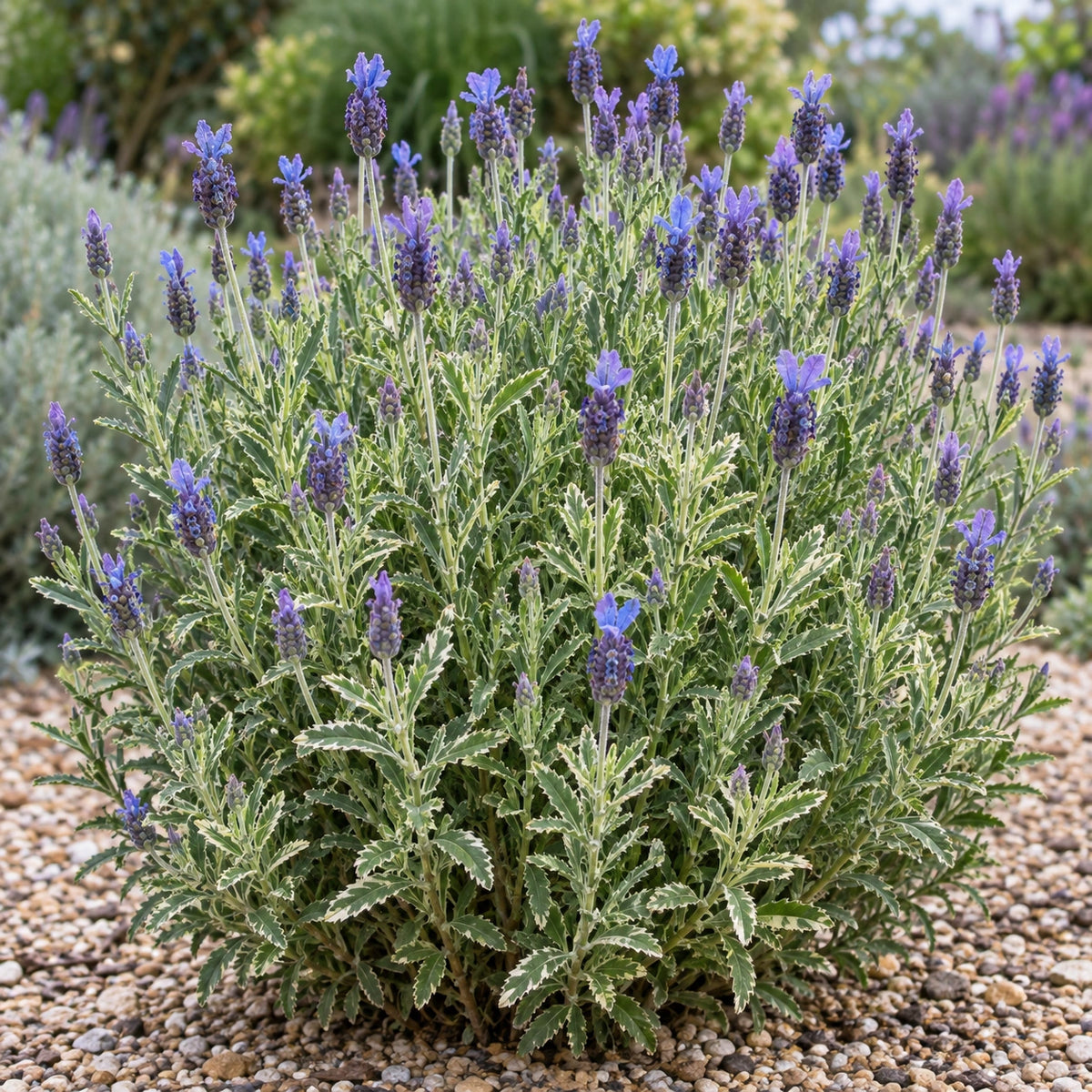 AI-generated illustration of mature Linda Ligon Lavender in bloom; not the size supplied.