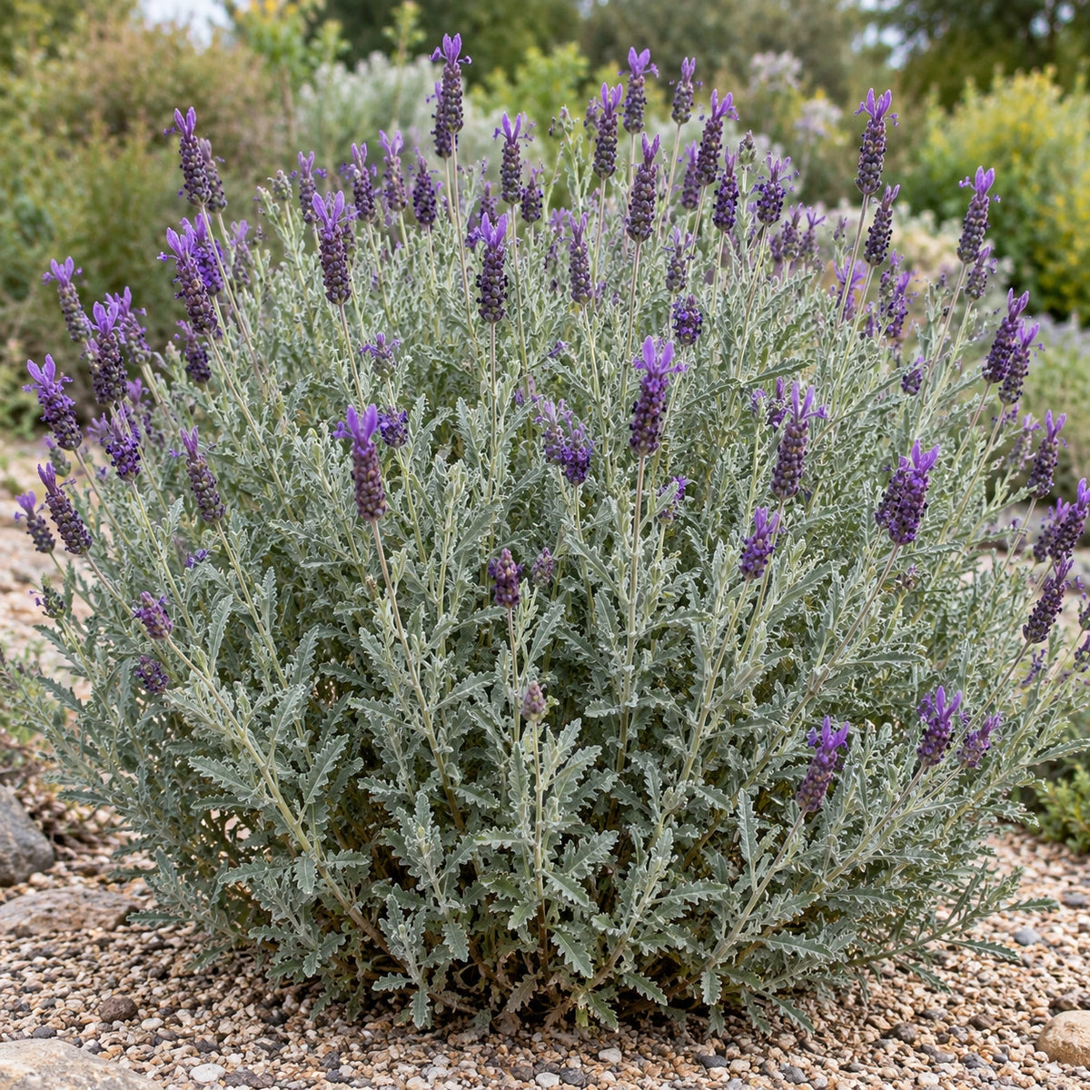 AI-generated illustration of mature Goodwin Creek Grey Lavender in bloom; not the size supplied.