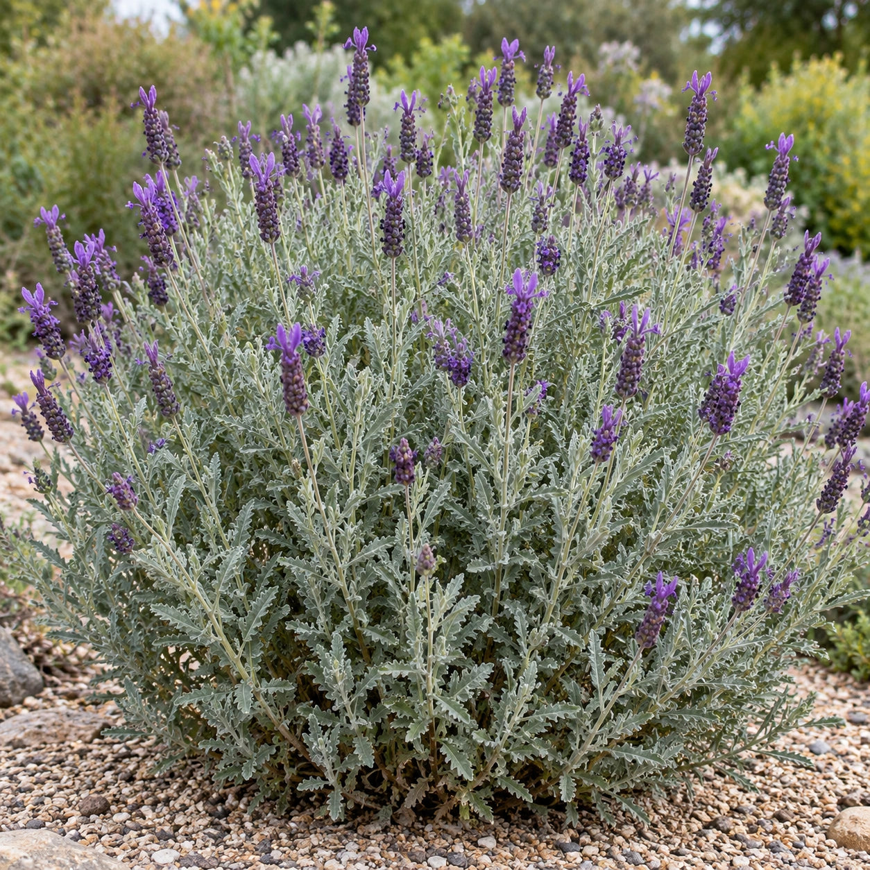AI-generated illustration of mature Goodwin Creek Grey Lavender in bloom; not the size supplied.