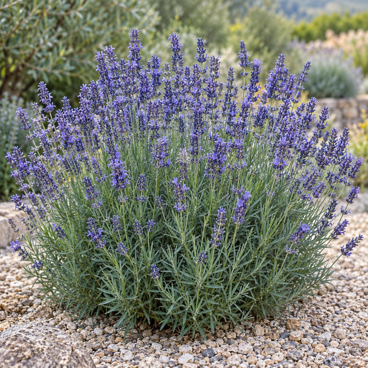 AI-generated illustration of mature Valensole Lavender in bloom; not the size supplied.