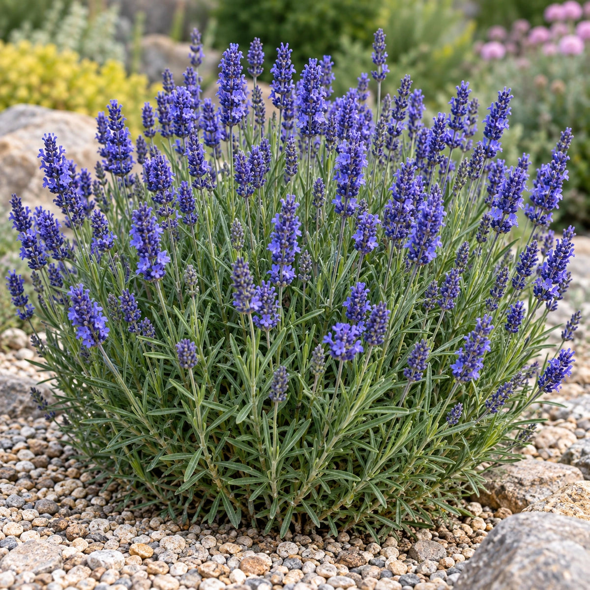 AI-generated illustration of mature SuperBlue Lavender in bloom; not the size supplied.