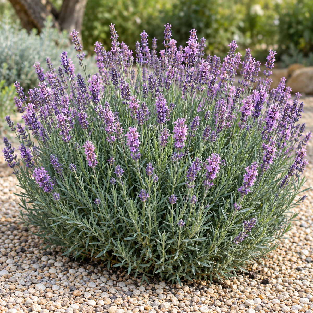 AI-generated illustration of mature St. Jean Lavender in bloom; not the size supplied.