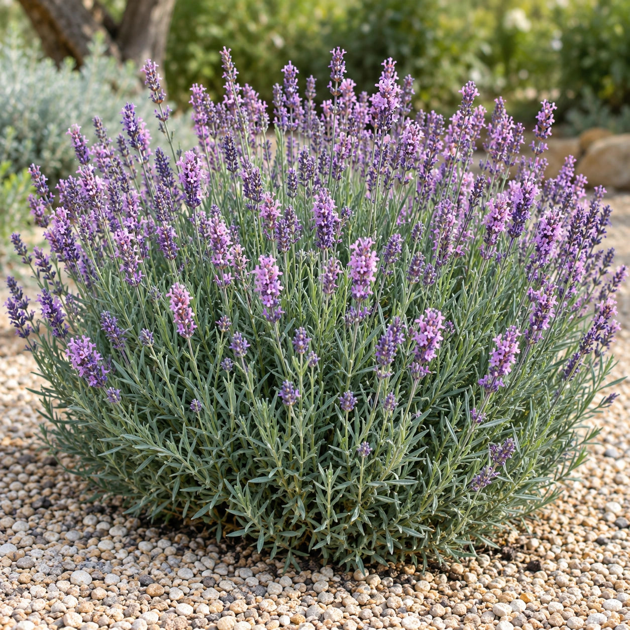 AI-generated illustration of mature St. Jean Lavender in bloom; not the size supplied.