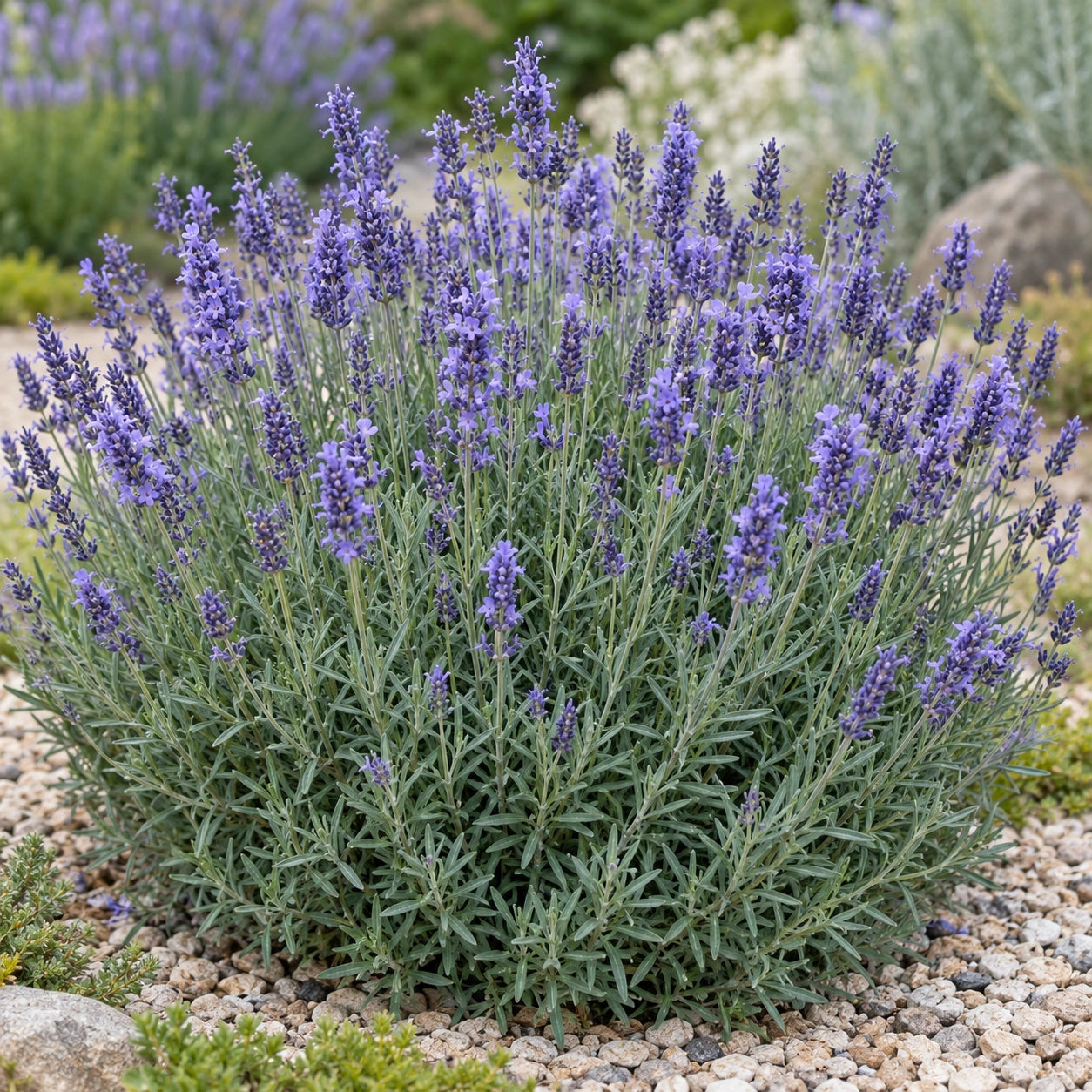 AI-generated illustration of mature Lullaby Blue Lavender in bloom; not the size supplied.