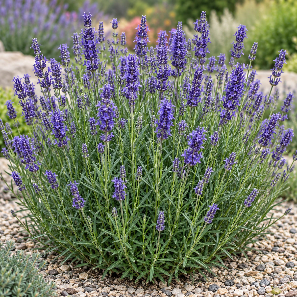AI-generated illustration of mature La Diva Spirit Purple Blue Lavender in bloom; not the size supplied.