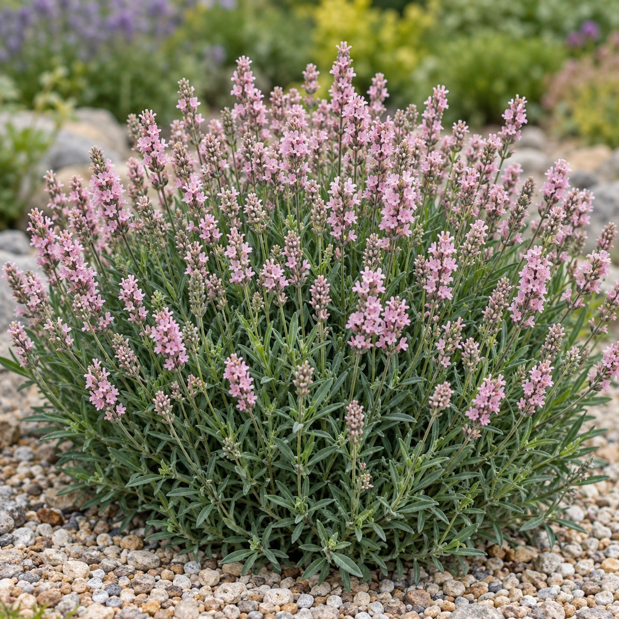 AI-generated illustration of mature KERBEEPINK Lavender in bloom; not the size supplied.
