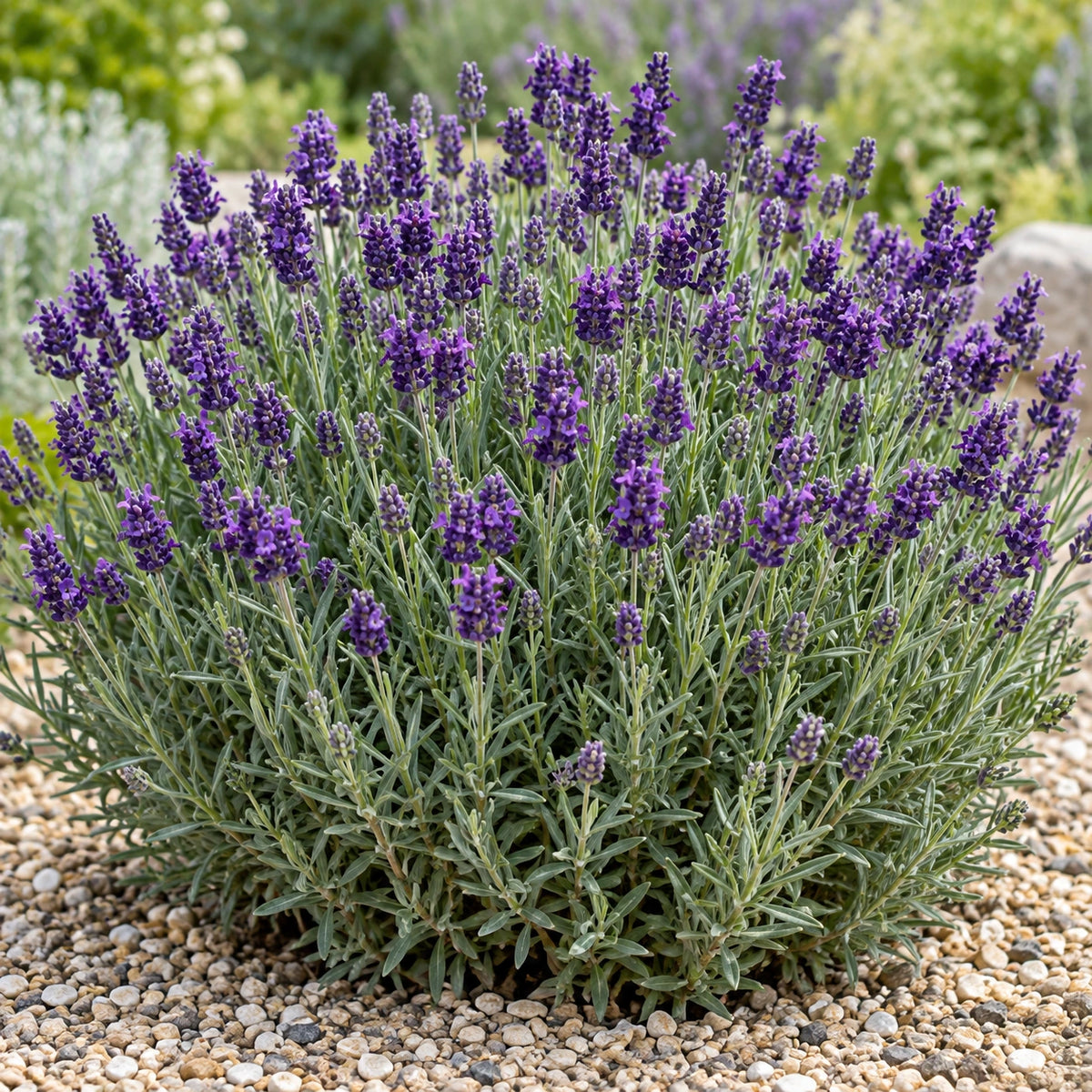 AI-generated illustration of mature KERBEEDARK Lavender in bloom; not the size supplied.