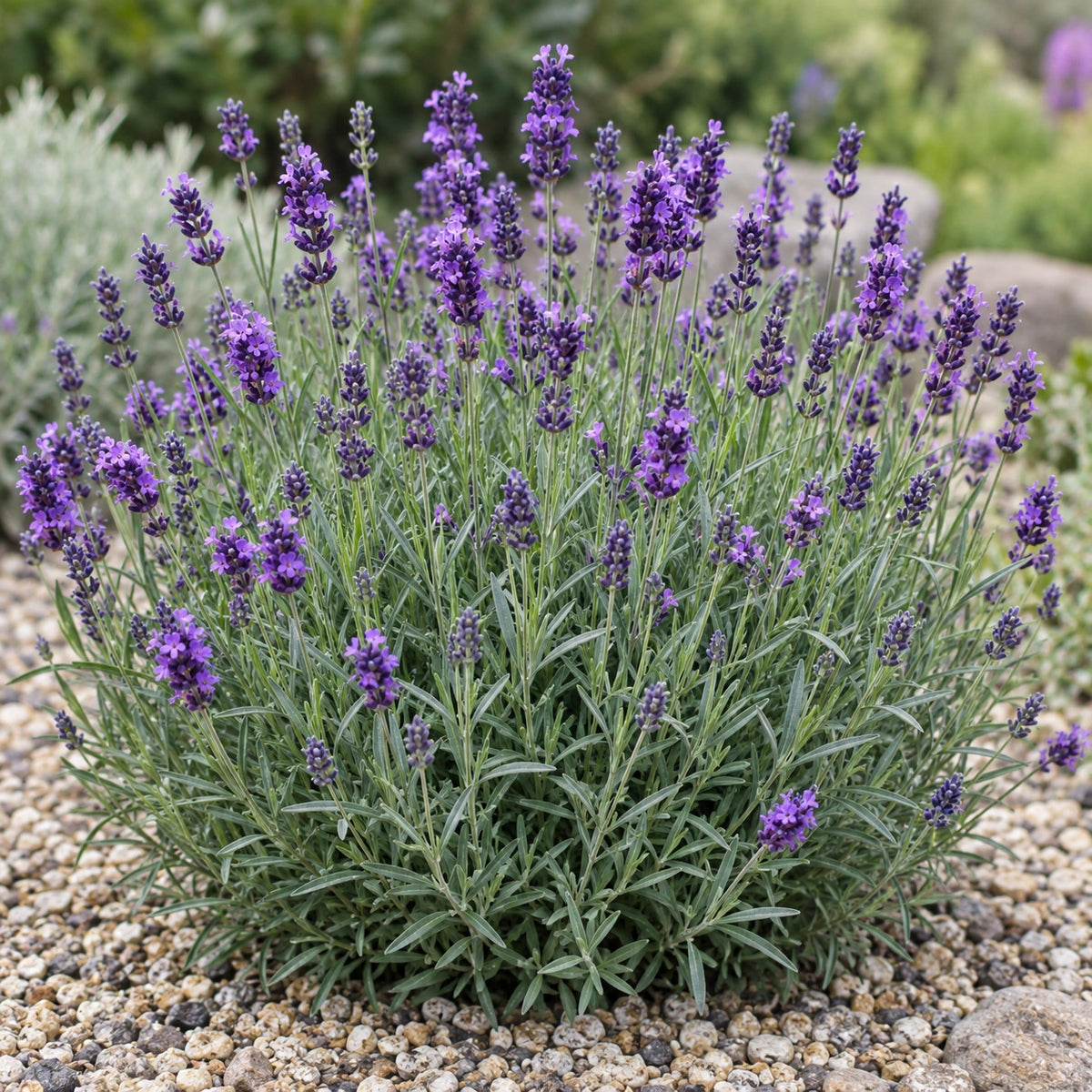 AI-generated illustration of mature Backhouse Purple Lavender in bloom; not the size supplied.