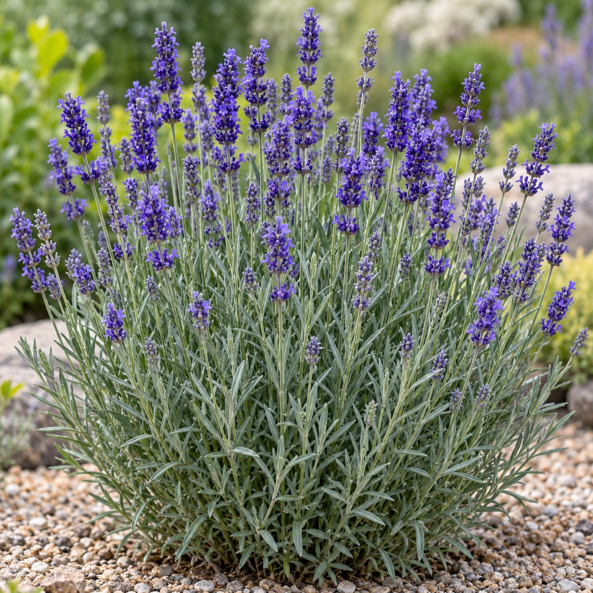 AI-generated illustration of mature Aromatico Forte Blue Lavender in bloom; not the size supplied.