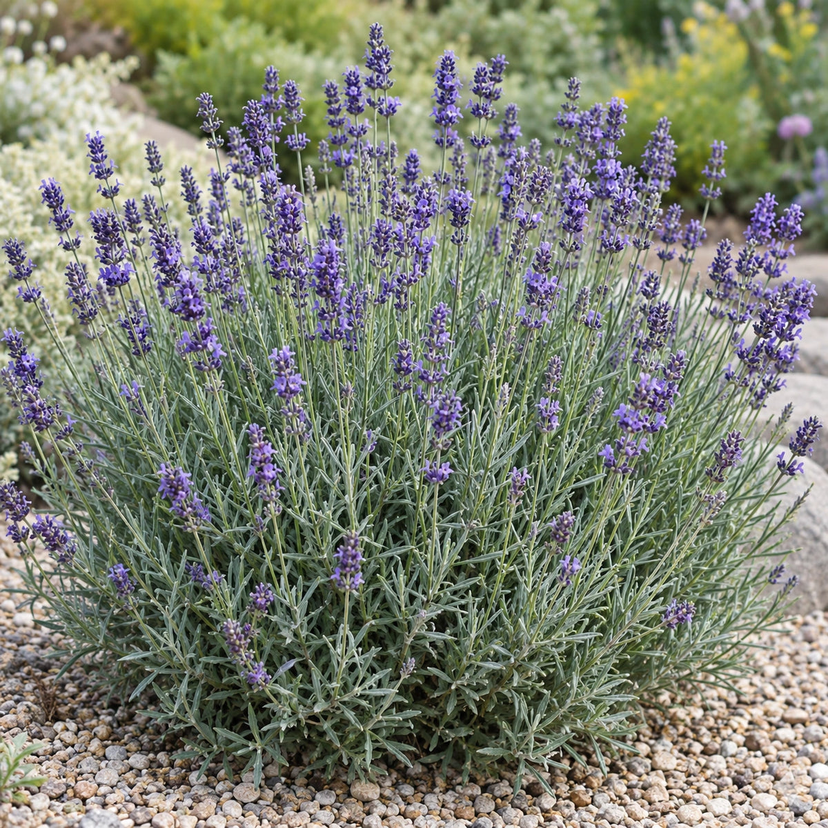 AI-generated illustration of mature Common English Lavender in bloom; not the size supplied.
