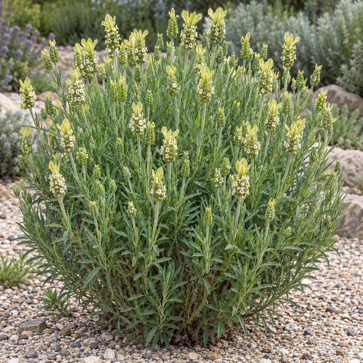 AI-generated illustration of mature Yellow Lavender in bloom; not the size supplied.
