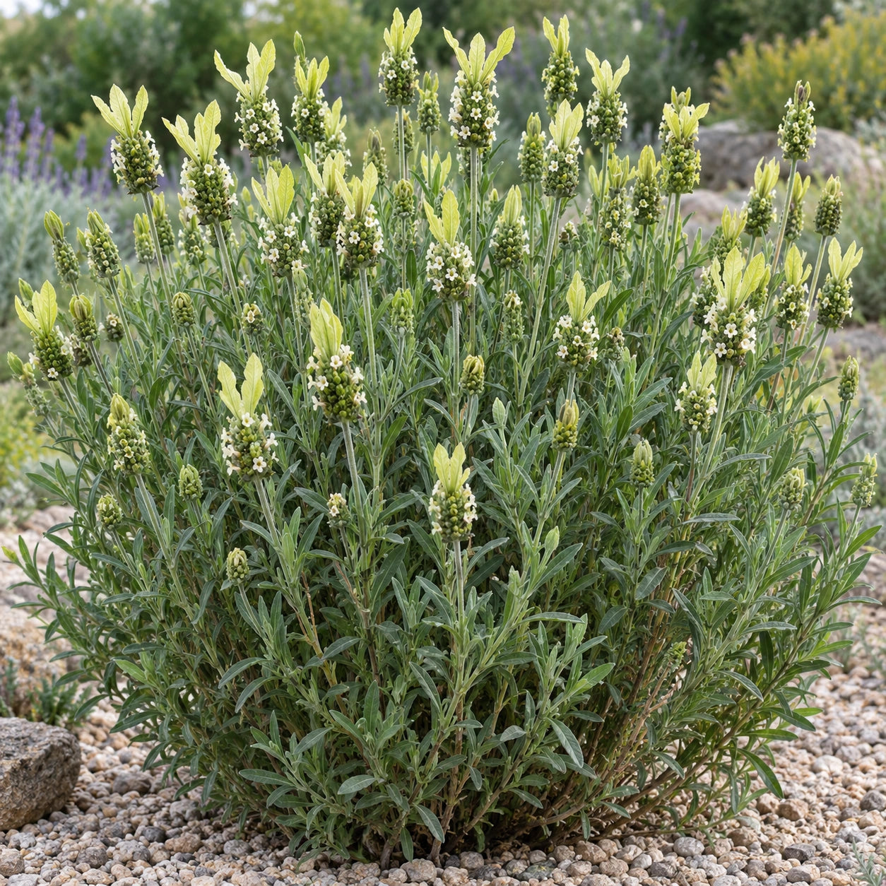 AI-generated illustration of mature Portuguese Giant Lavender in bloom; not the size supplied.