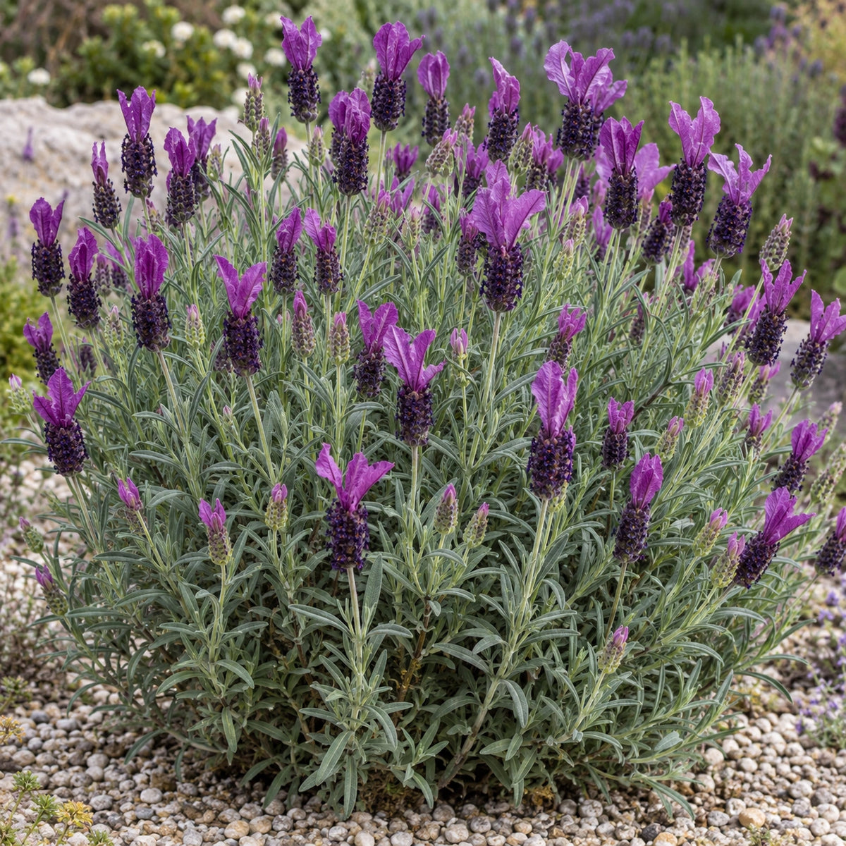 AI-generated illustration of mature Winter Lace Lavender in bloom; not the size supplied.