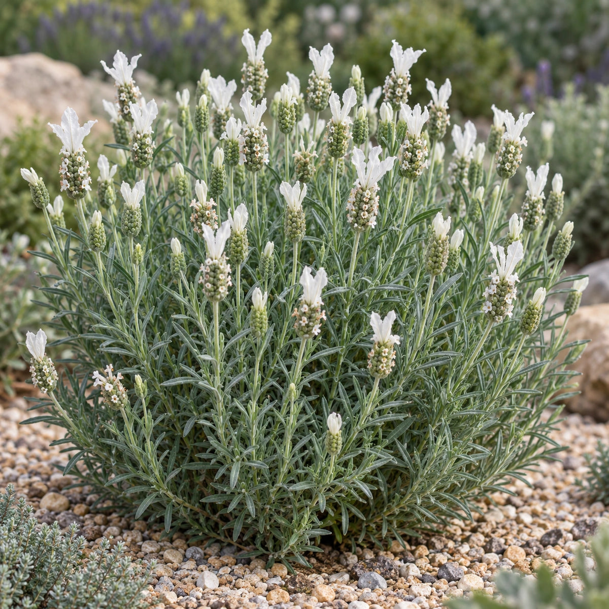 AI-generated illustration of mature Willowbridge Snow Lavender in bloom; not the size supplied.