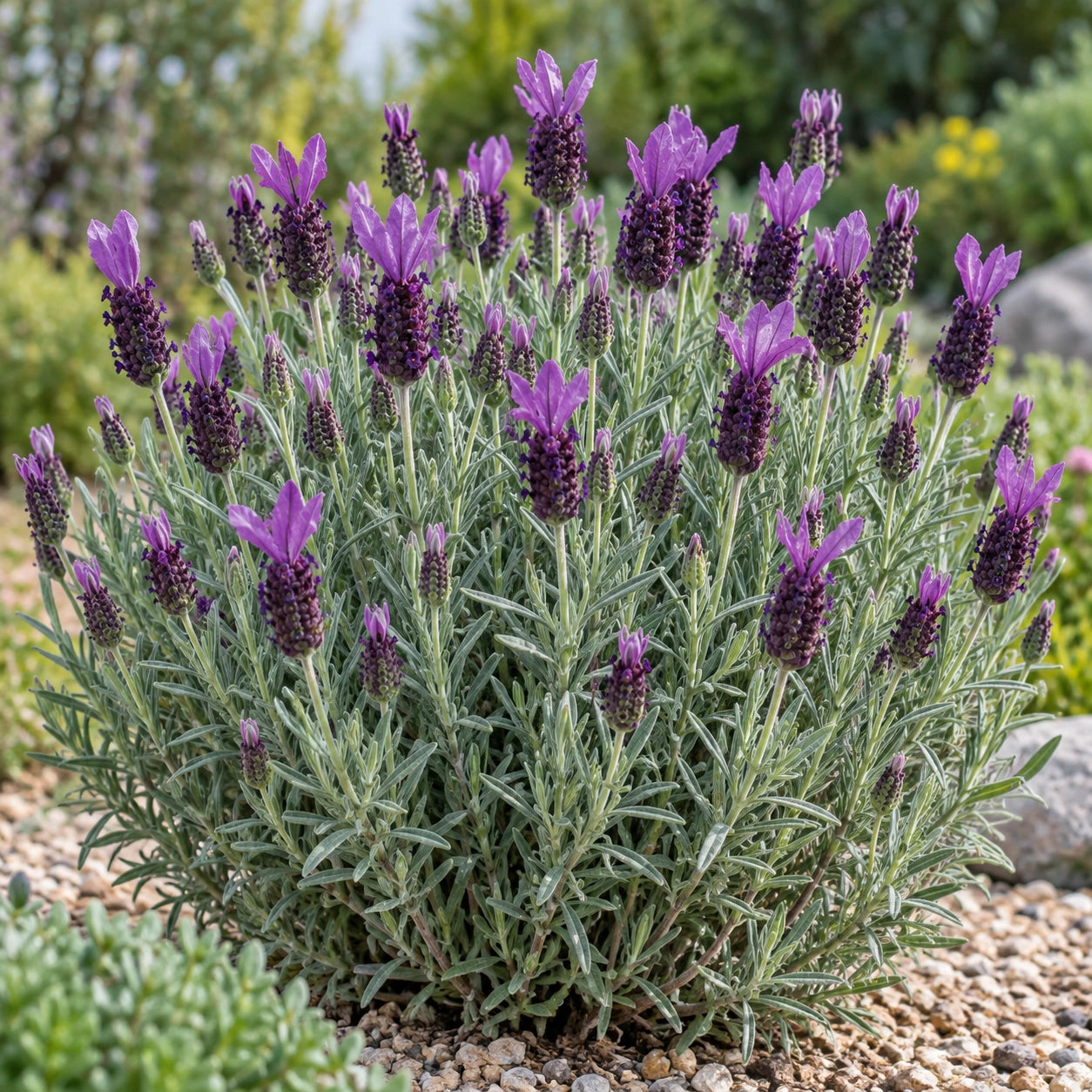 AI-generated illustration of mature Violeta Purple XL Lavender in bloom; not the size supplied.