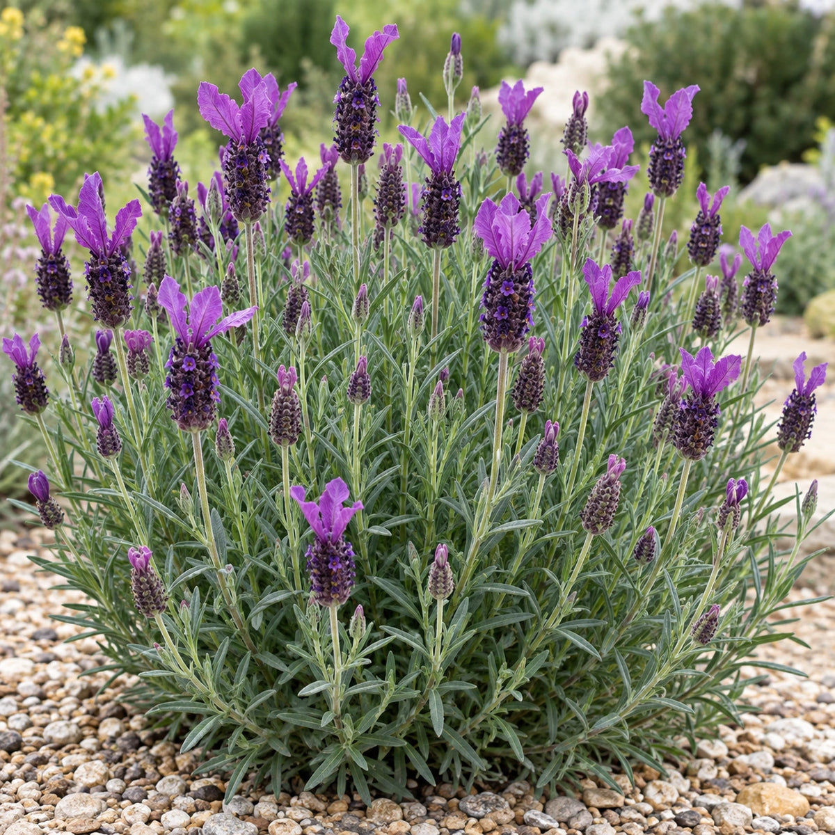 AI-generated illustration of mature Violeta Purple Lavender in bloom; not the size supplied.