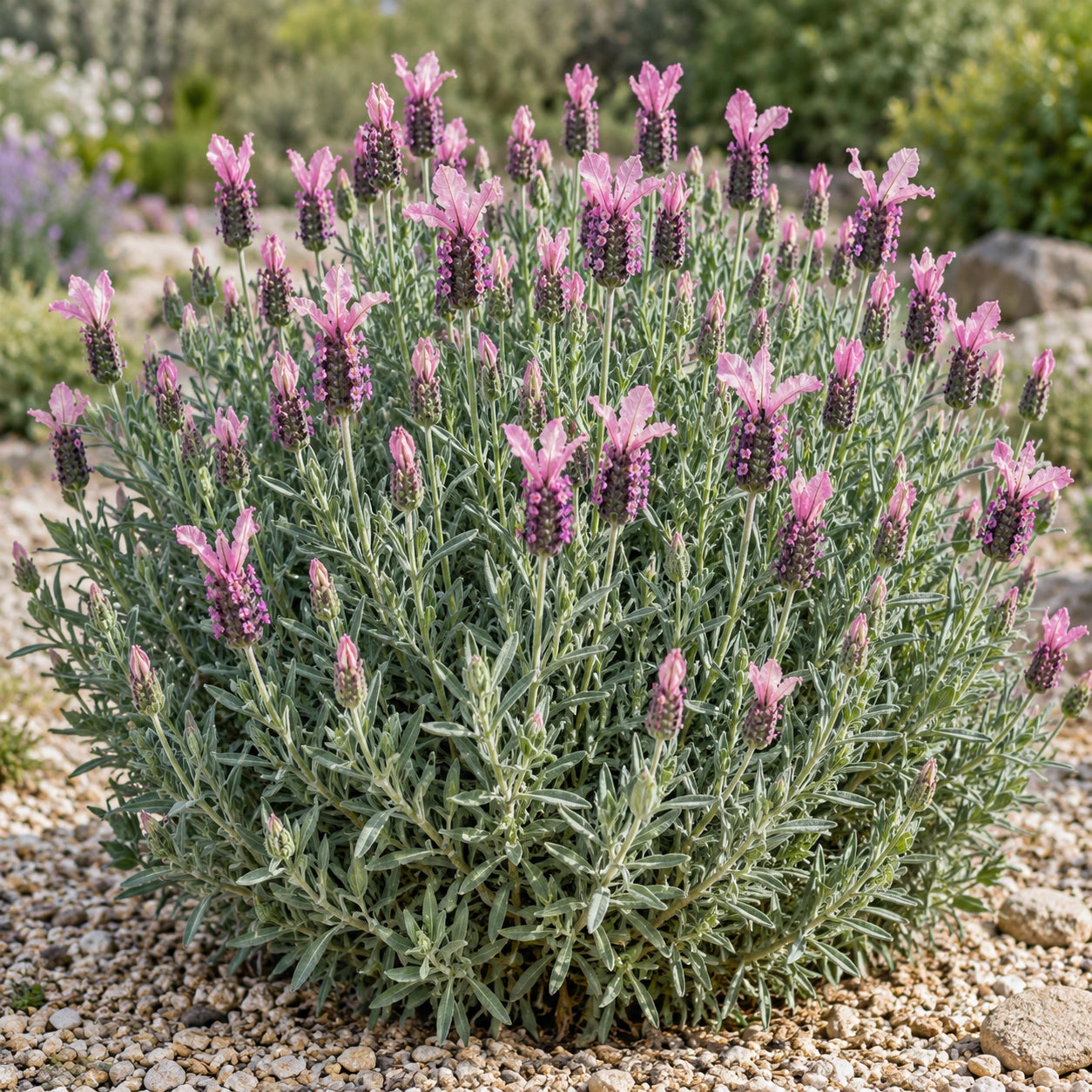 AI-generated illustration of mature The Princess Lavender in bloom; not the size supplied.
