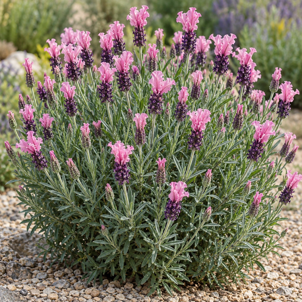 AI-generated illustration of mature Sugarberry Ruffles Lavender in bloom; not the size supplied.