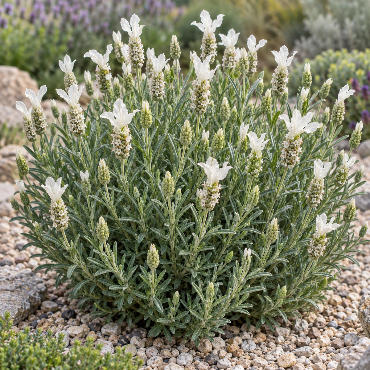 AI-generated illustration of mature Snowman Lavender in bloom; not the size supplied.