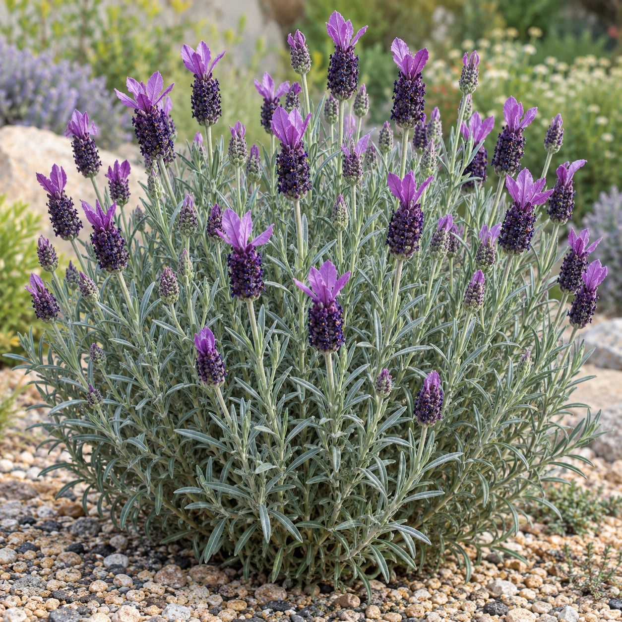 AI-generated illustration of mature Silver Anouk Lavender in bloom; not the size supplied.