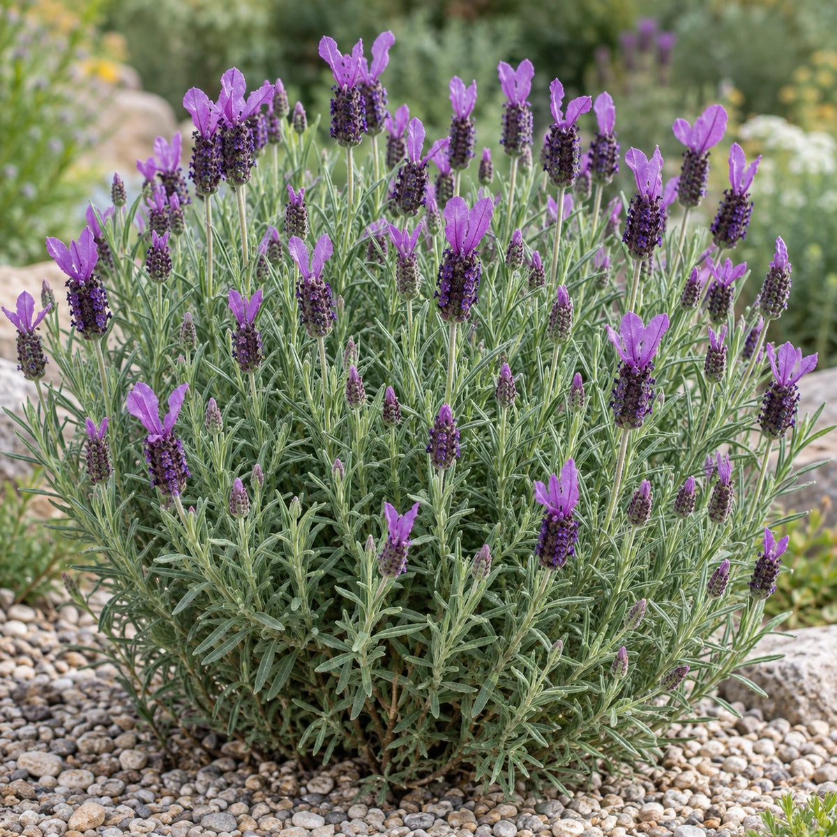 AI-generated illustration of mature Purple Wings Lavender in bloom; not the size supplied.