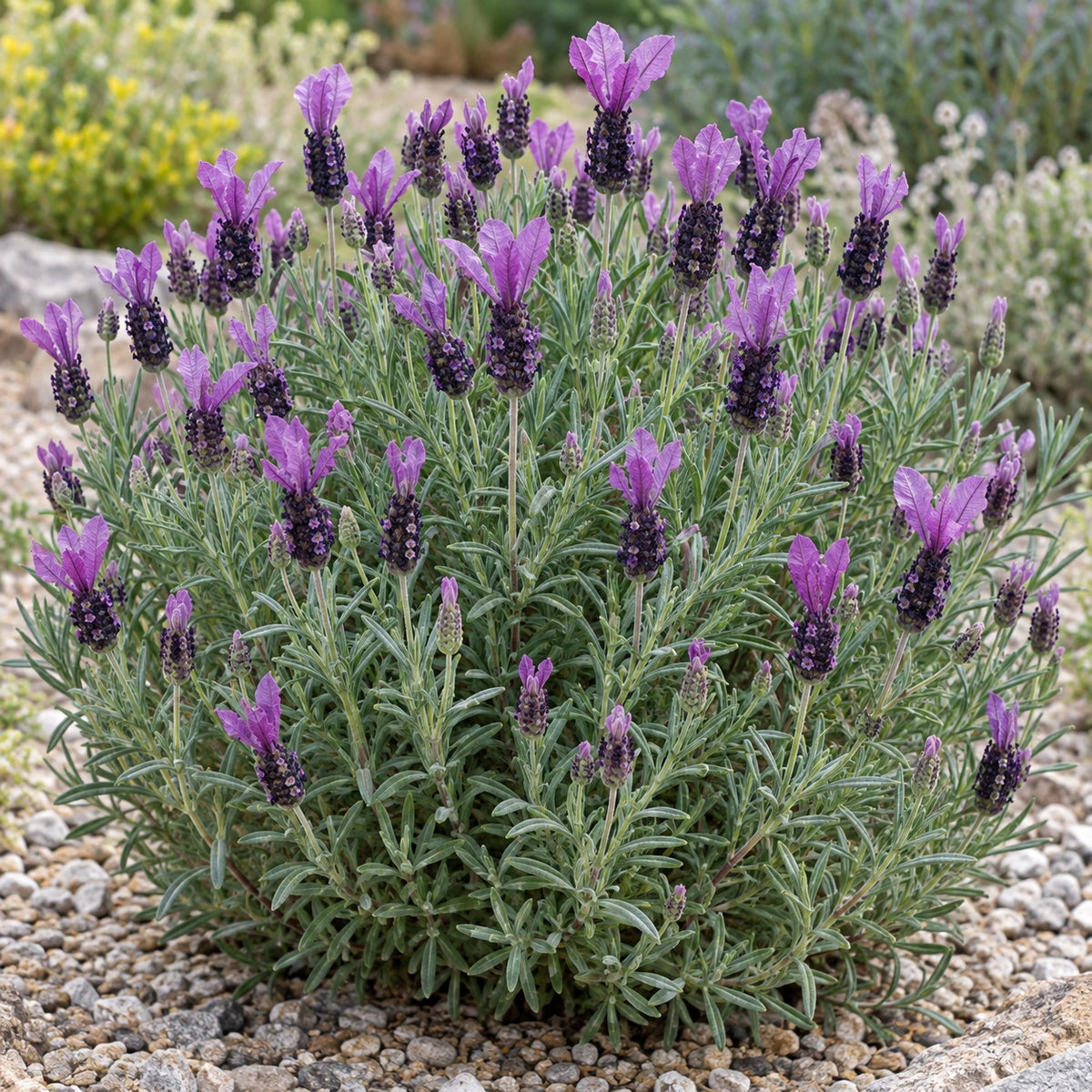 AI-generated illustration of mature Purple Ribbon Lavender in bloom; not the size supplied.