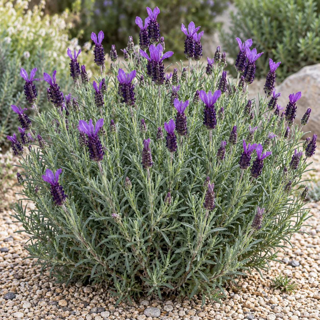 AI-generated illustration of mature Pukehou Lavender in bloom; not the size supplied.