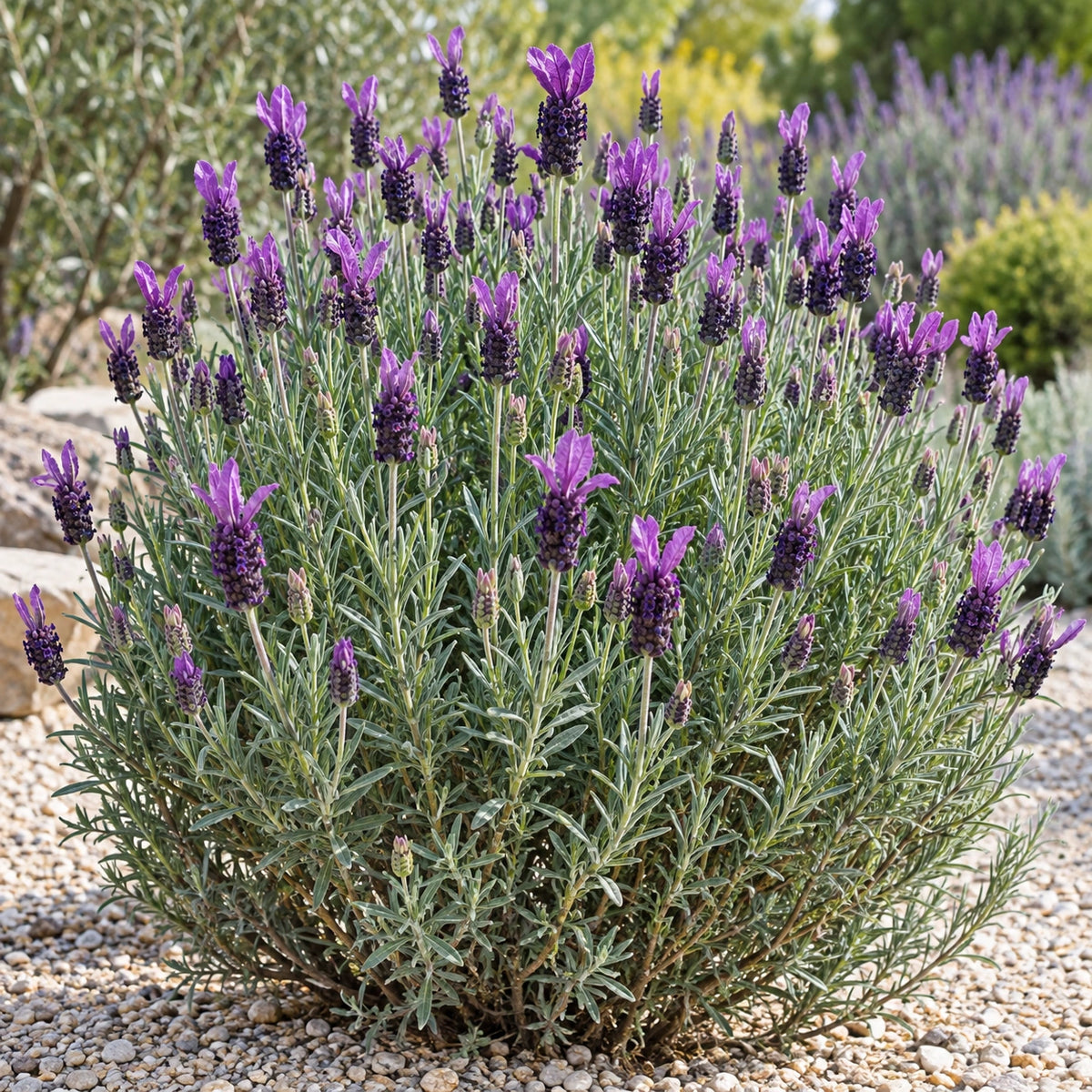 AI-generated illustration of mature Provençal Lavender in bloom; not the size supplied.