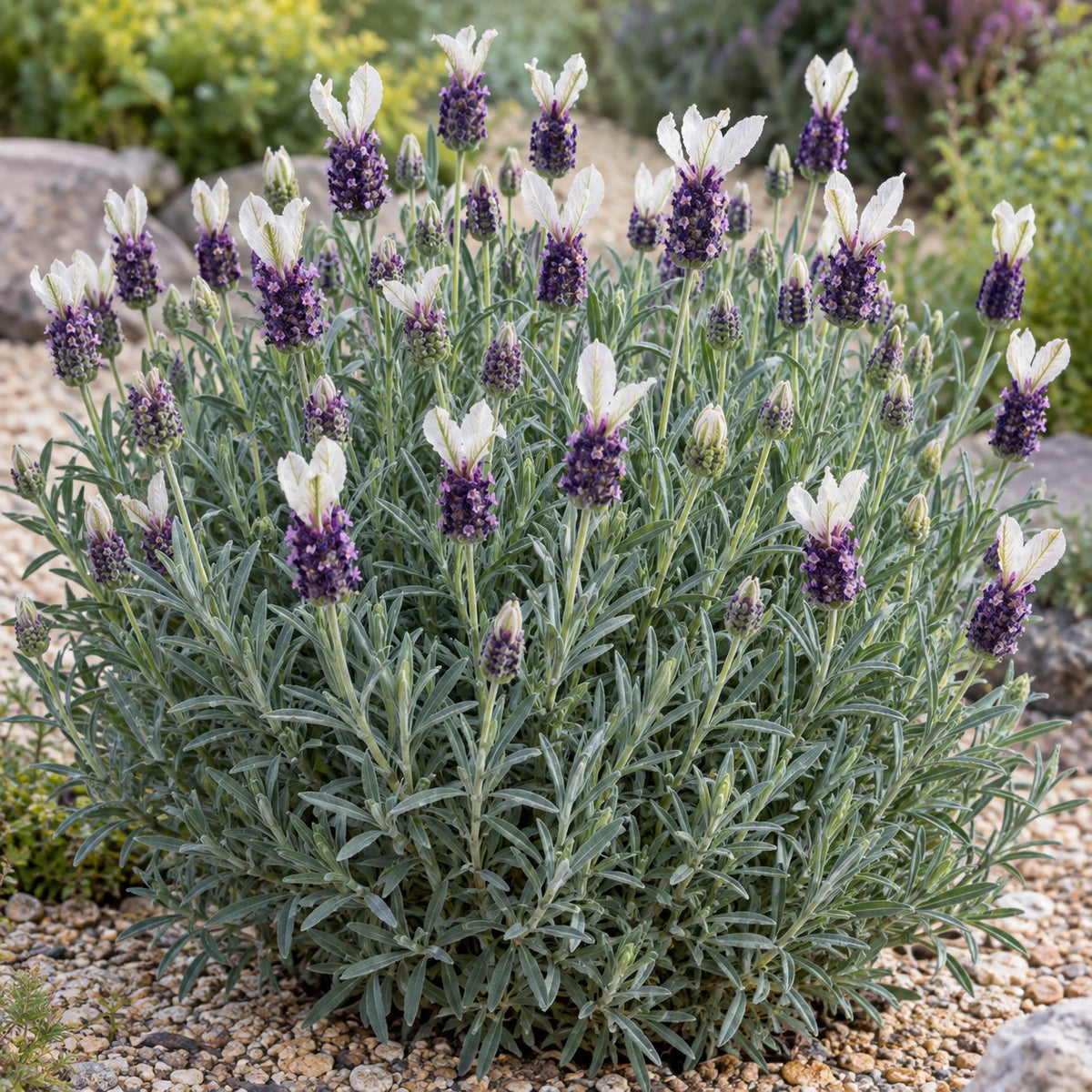 AI-generated illustration of mature Pretty Polly Lavender in bloom; not the size supplied.