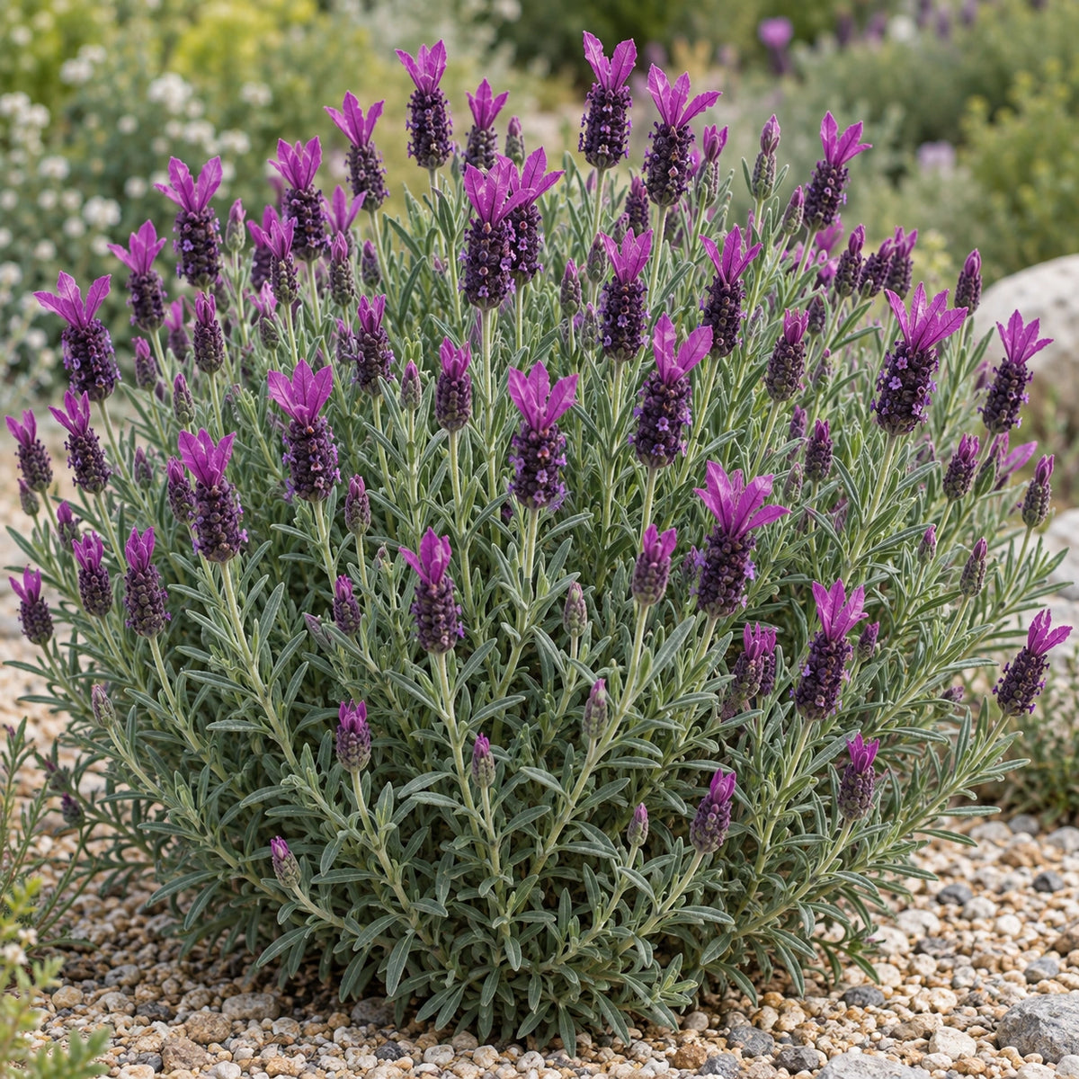 AI-generated illustration of mature Plum Power Lavender in bloom; not the size supplied.