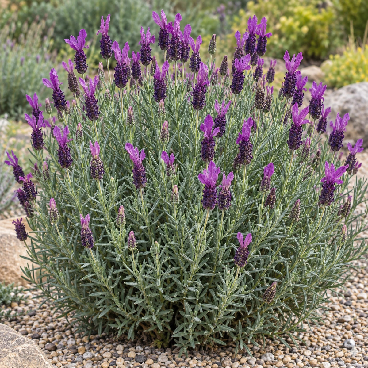 AI-generated illustration of mature Otto Quast Lavender in bloom; not the size supplied.