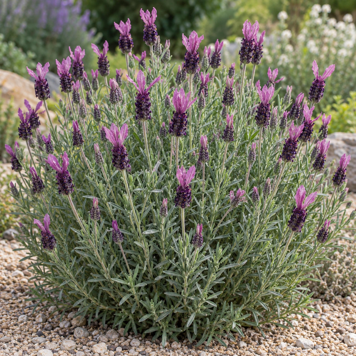 AI-generated illustration of mature Marshwood Lavender in bloom; not the size supplied.