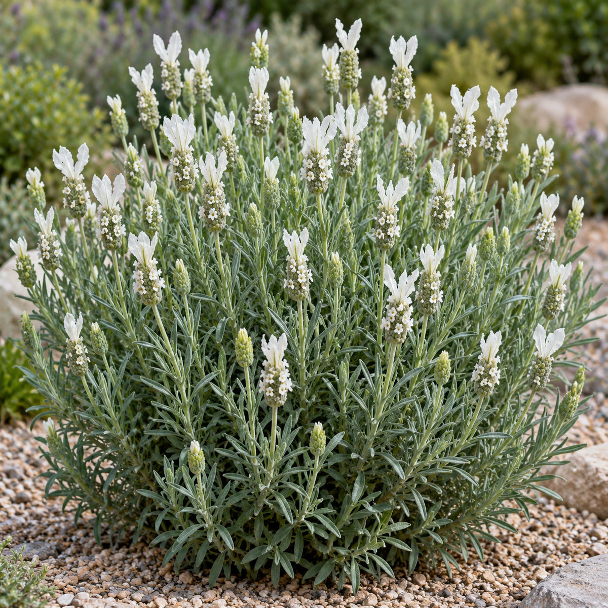 AI-generated illustration of mature Madrid White Lavender in bloom; not the size supplied.