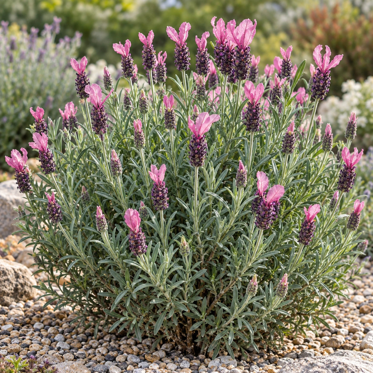 AI-generated illustration of mature Madrid Rose Lavender in bloom; not the size supplied.