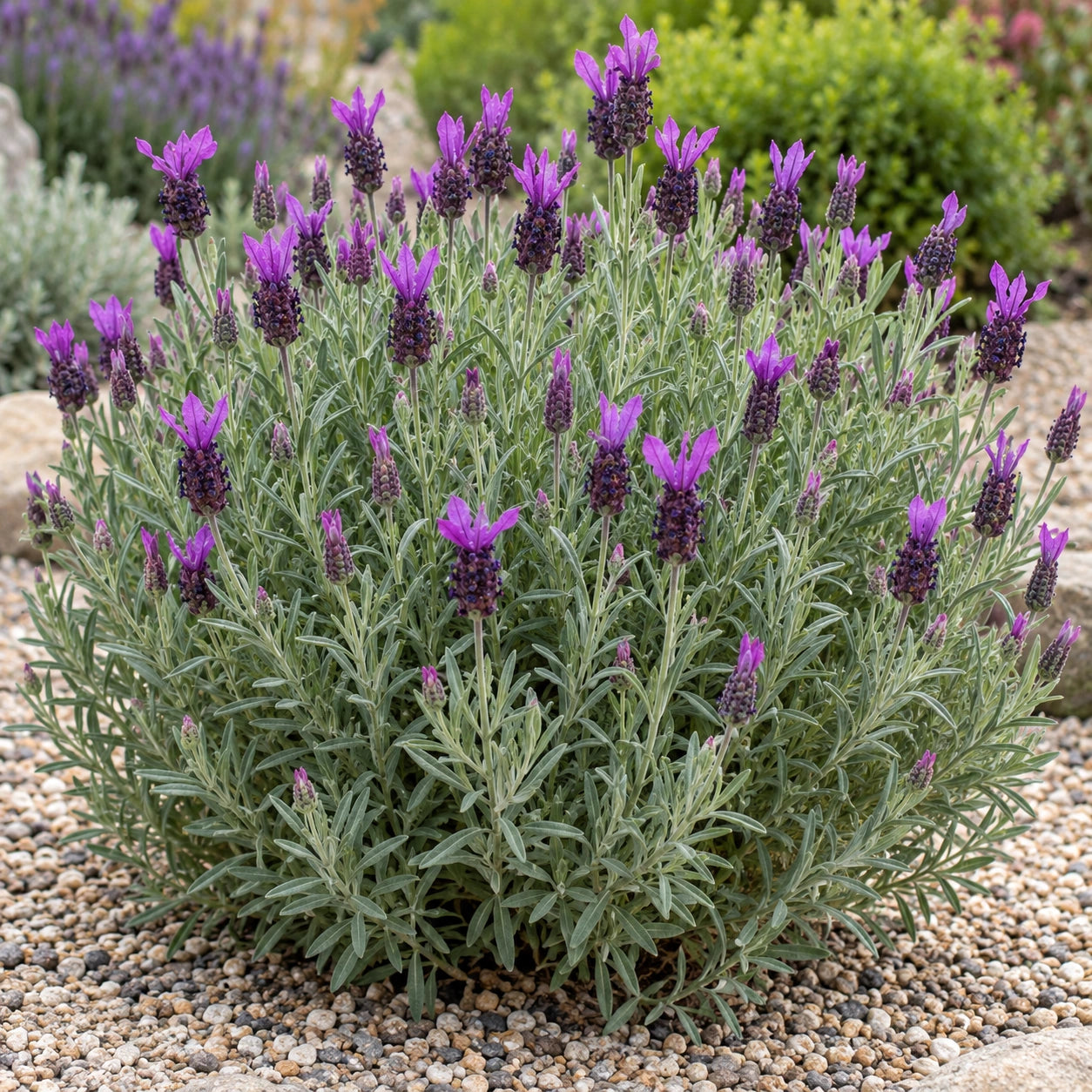 AI-generated illustration of mature Madrid Purple Lavender in bloom; not the size supplied.