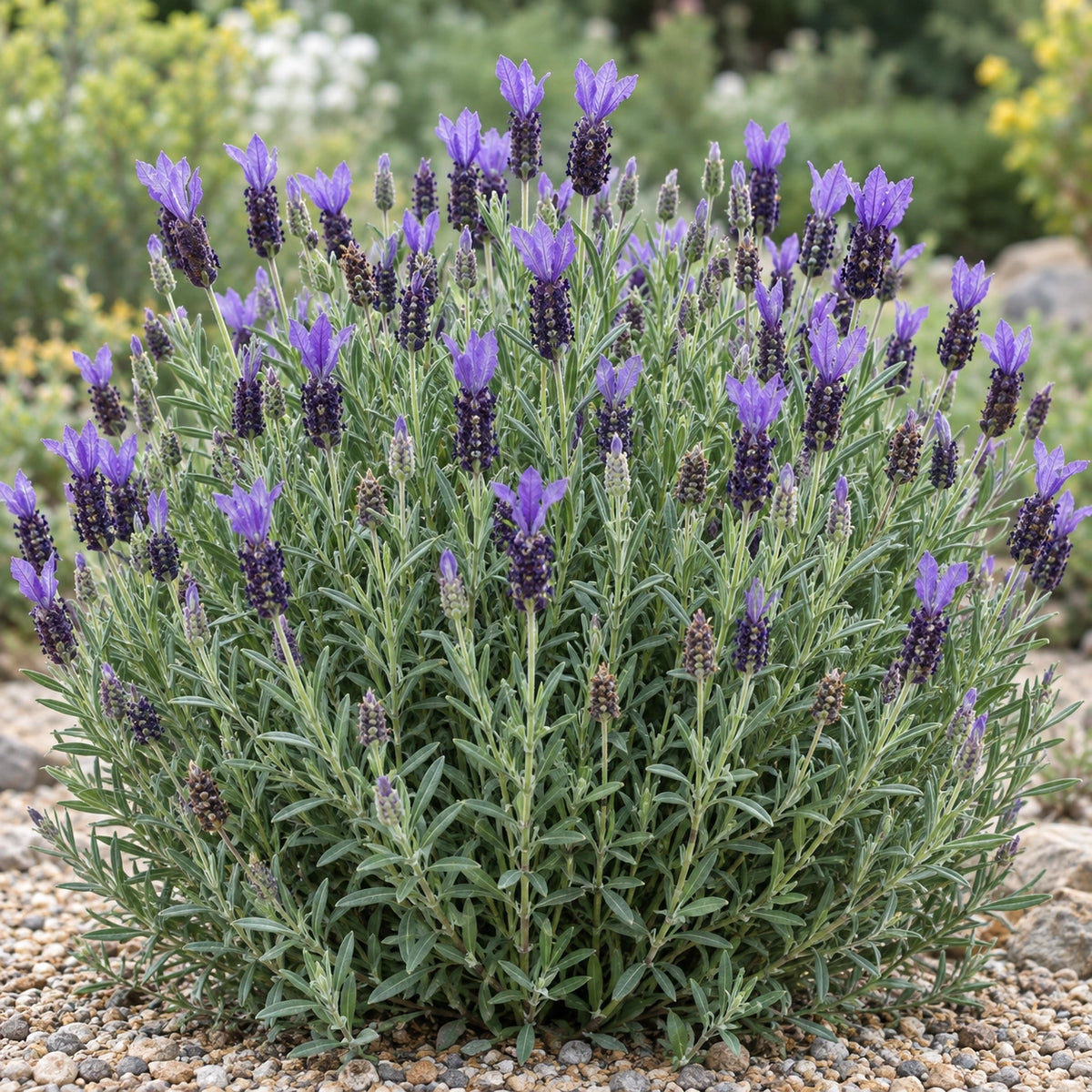 AI-generated illustration of mature Madrid Blue Lavender in bloom; not the size supplied.