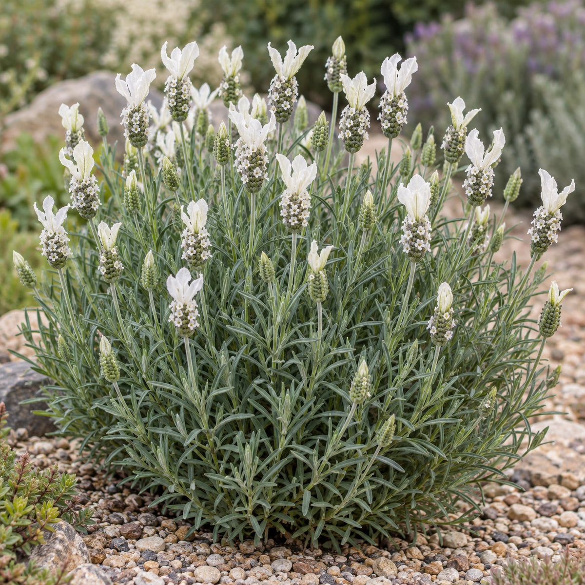 AI-generated illustration of mature Lusi White Lavender in bloom; not the size supplied.