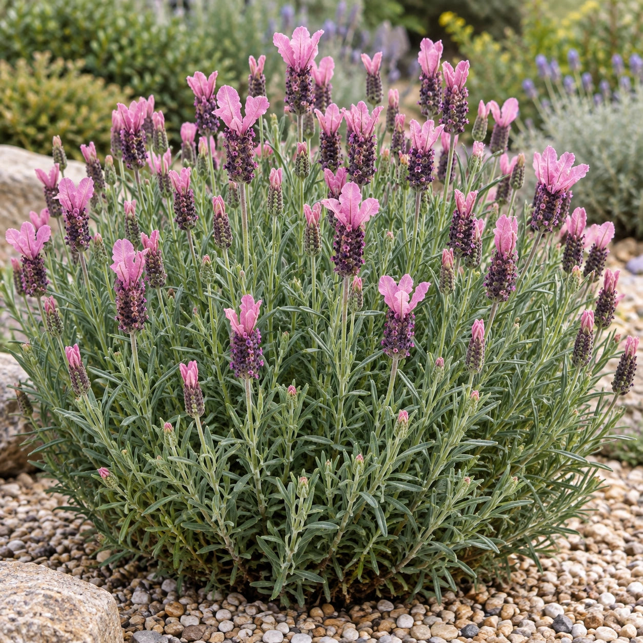 AI-generated illustration of mature Lusi Pink Lavender in bloom; not the size supplied.