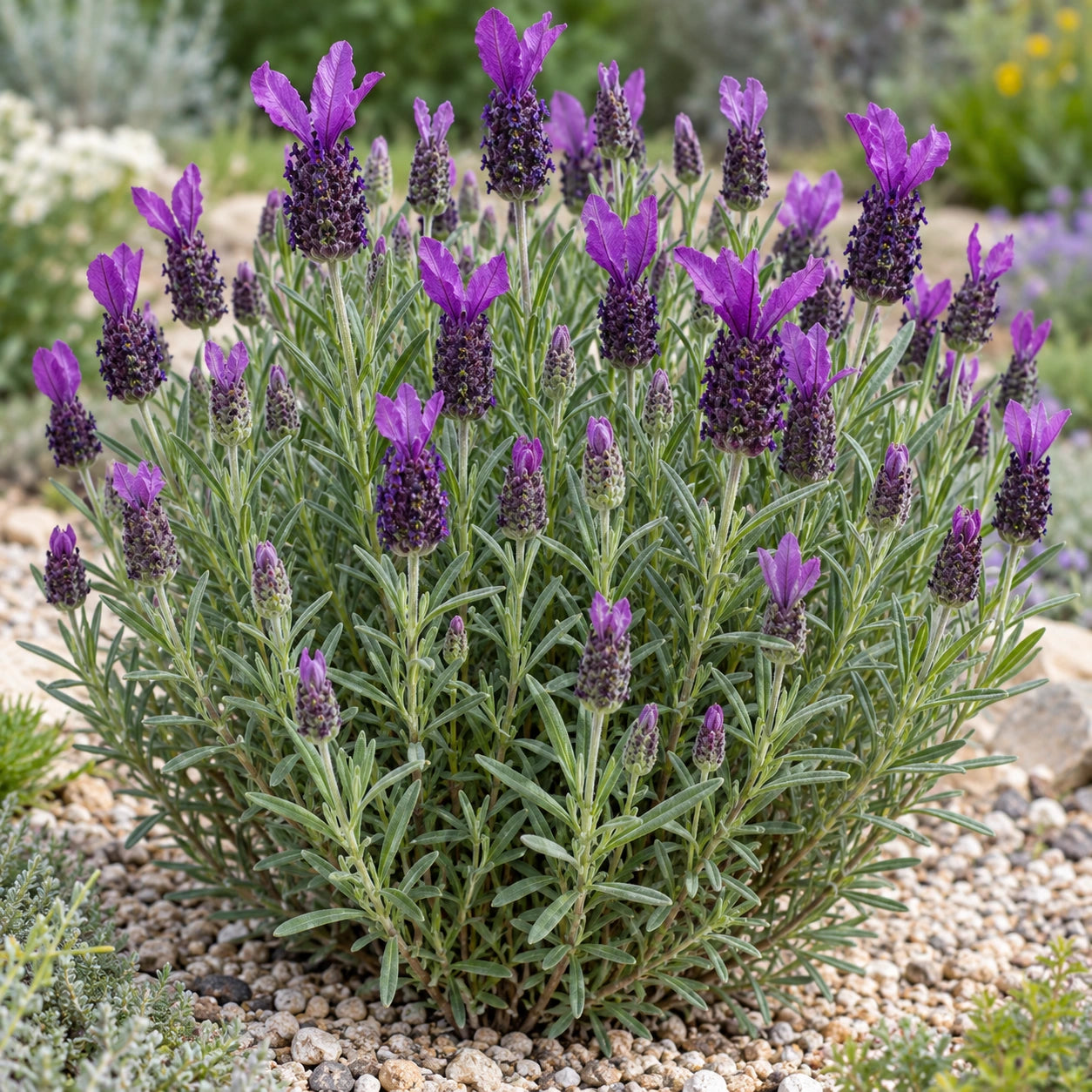 AI-generated illustration of mature LaVela Dark Violet Lavender in bloom; not the size supplied.