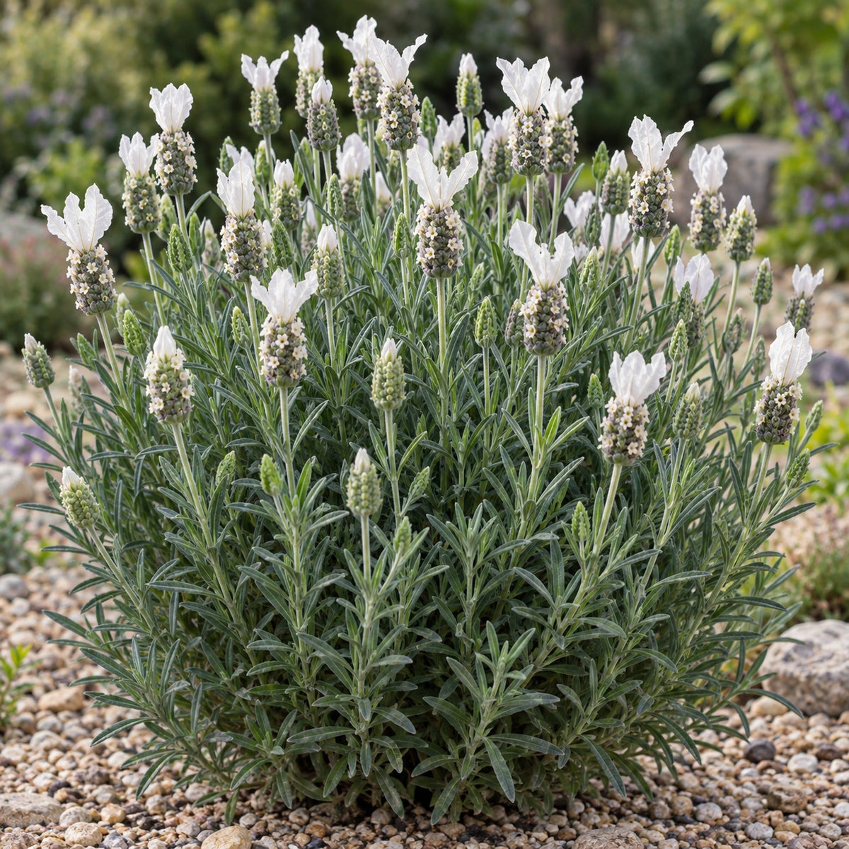 AI-generated illustration of mature LaVela Compact White Lavender in bloom; not the size supplied.