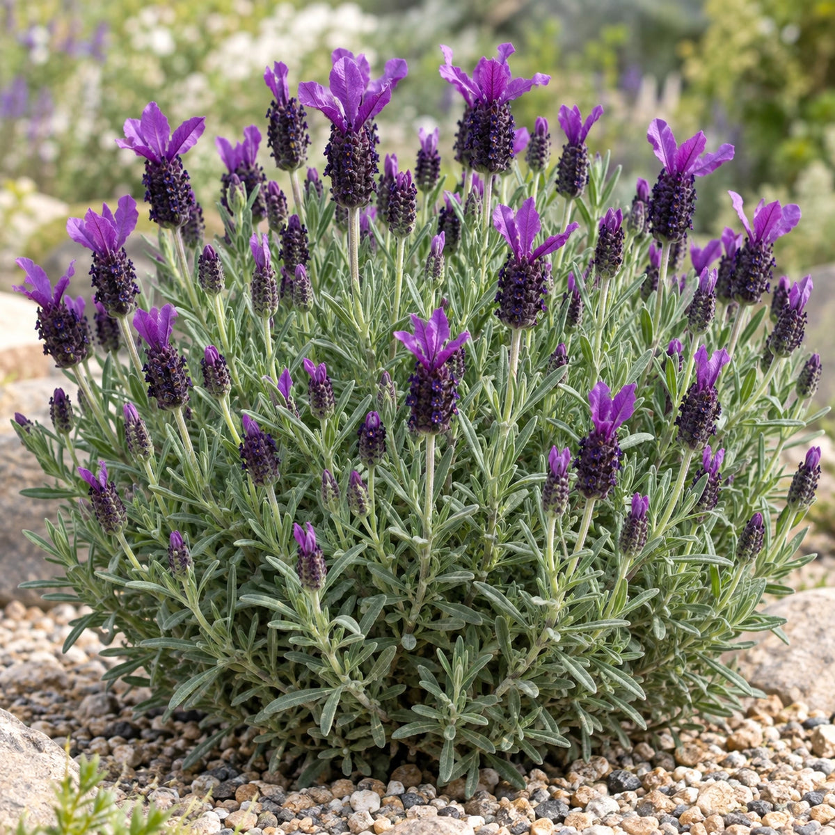 AI-generated illustration of mature LaDiva Big Night Lavender in bloom; not the size supplied.