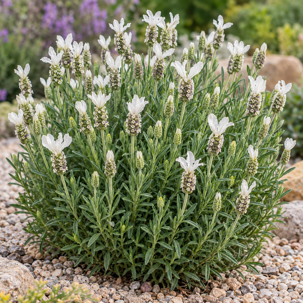 AI-generated illustration of mature La Diva Papillon White Lavender in bloom; not the size supplied.
