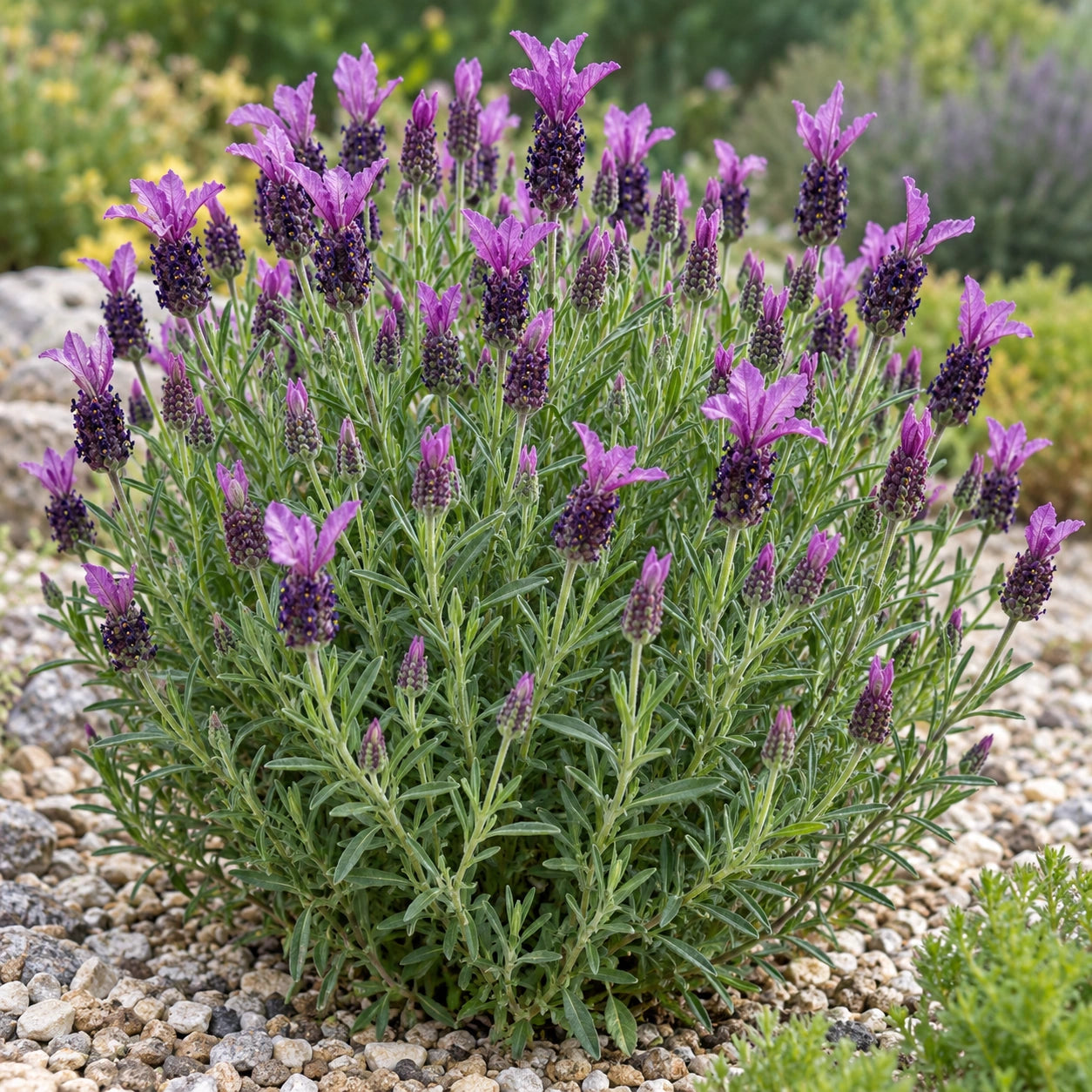 AI-generated illustration of mature La Diva Papillon Purple Lavender in bloom; not the size supplied.